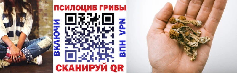 Псилоцибиновые грибы Psilocybe  купить наркоту  Шахты 